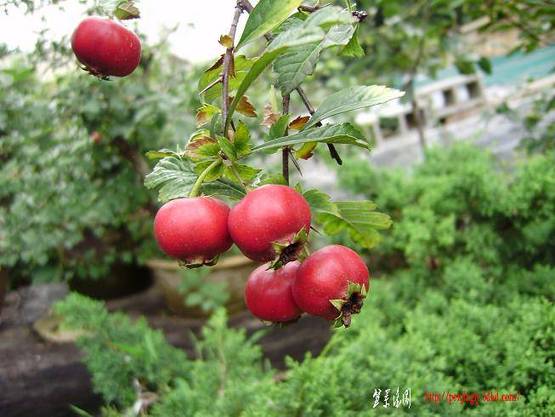 ͼƬ 049.jpg
