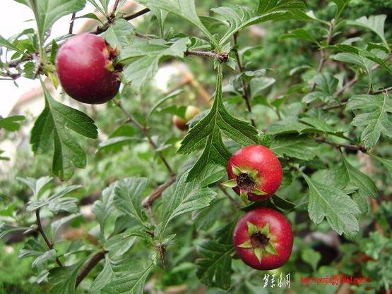ͼƬ 043.jpg