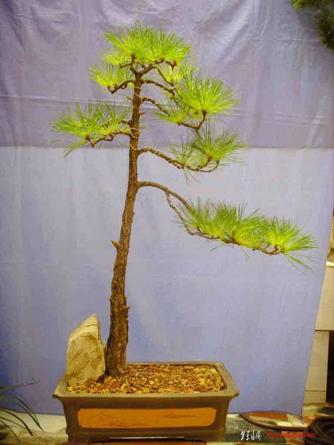 SDC12270.JPG