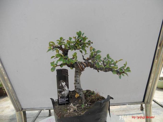 DSCN0199.jpg