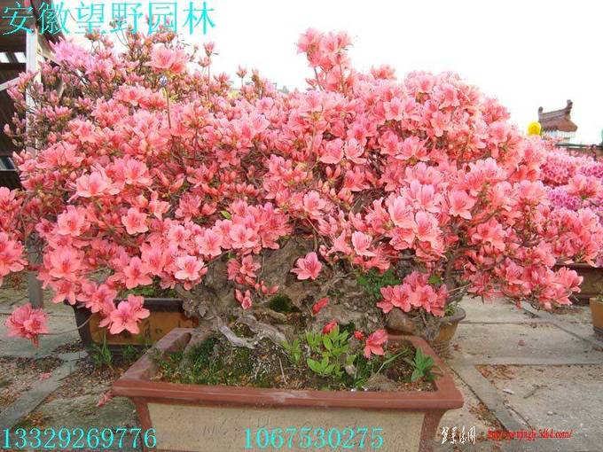 DSC00772.jpg