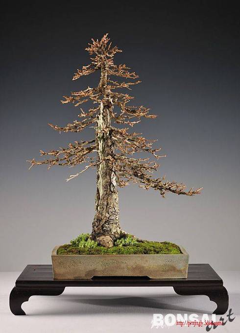 009b_nielsen_larix14_20100302_1521657143.jpg