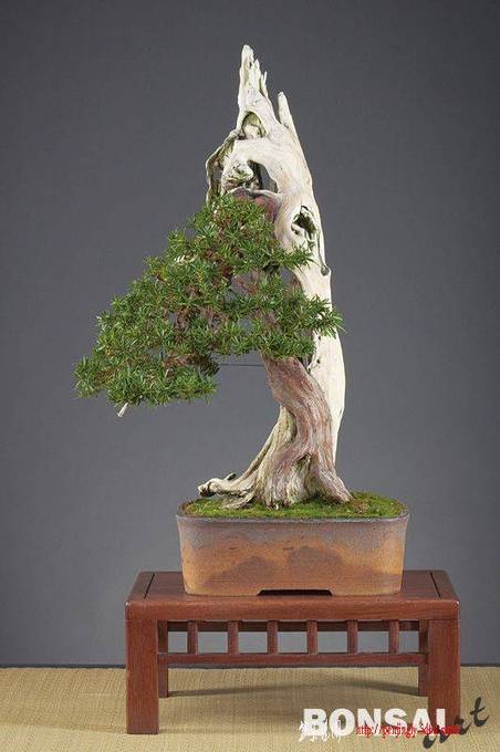 013a_valuch_taxus22_20100302_1968090120.jpg