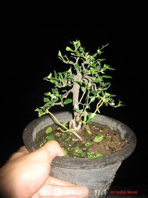Ƭ0722 022.jpg