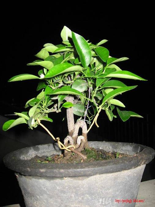 Ƭ 009.jpg