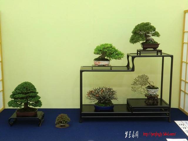 CIMG2825.jpg