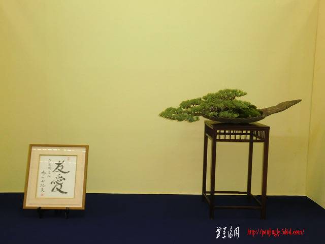 CIMG2545-9dc06.jpg