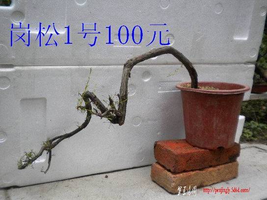 DSCN6849.JPG