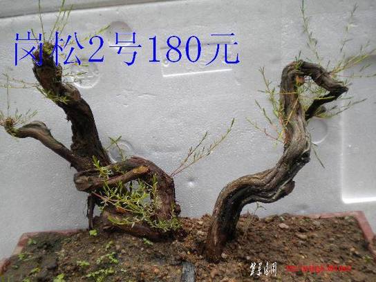 DSCN6872.JPG