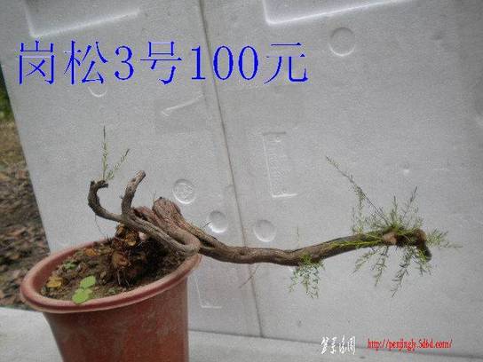 DSCN6879.JPG