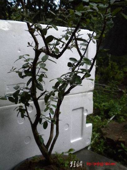 DSCN6951.JPG