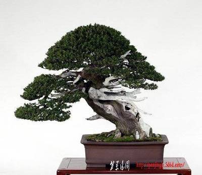 ichii1108.jpg