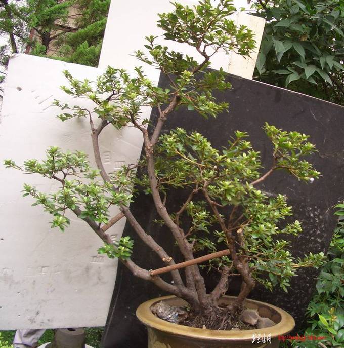˴ľ11819a.JPG