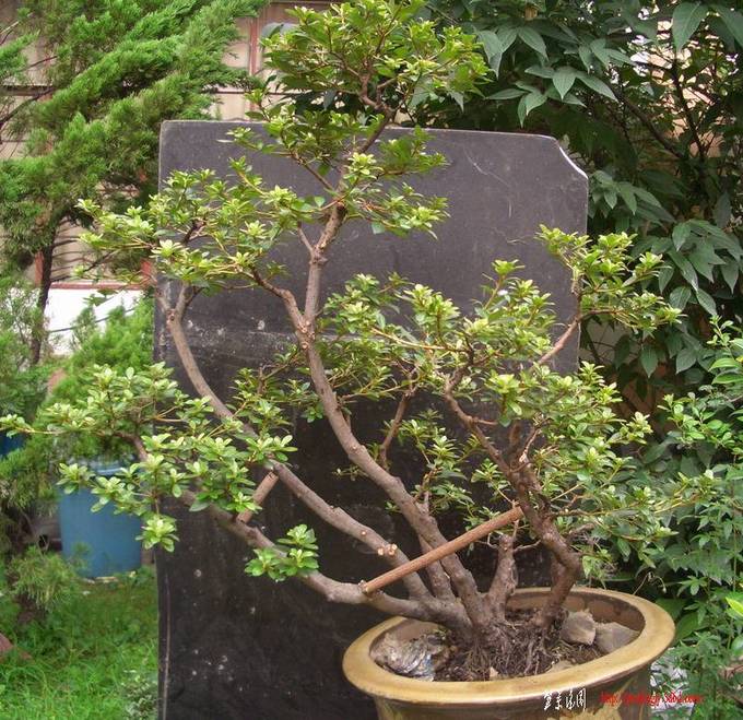 ˴ľ11819d.JPG