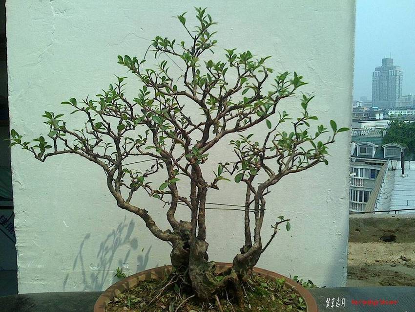 IMG0627102001.jpg