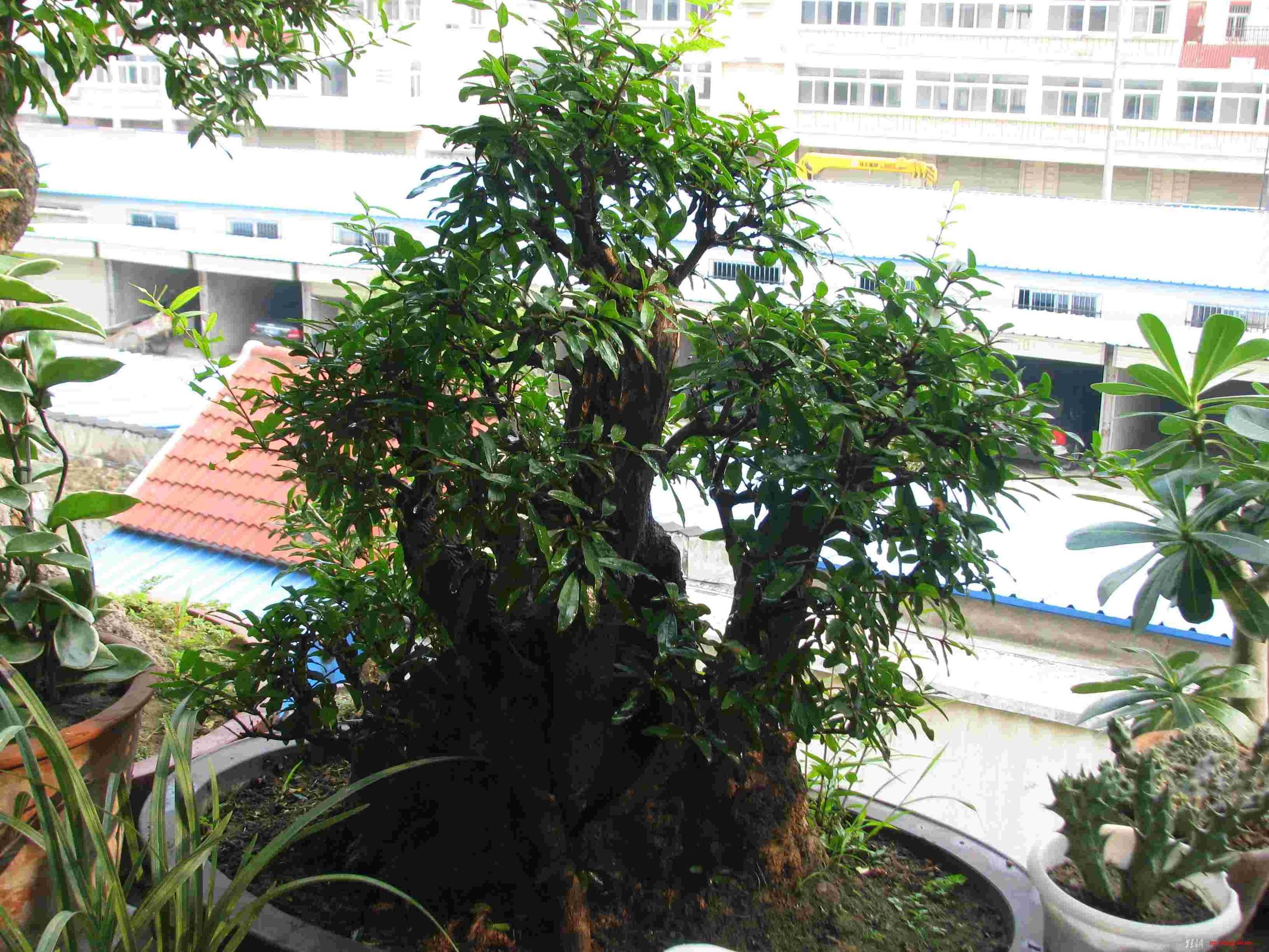 IMG_4863.JPG