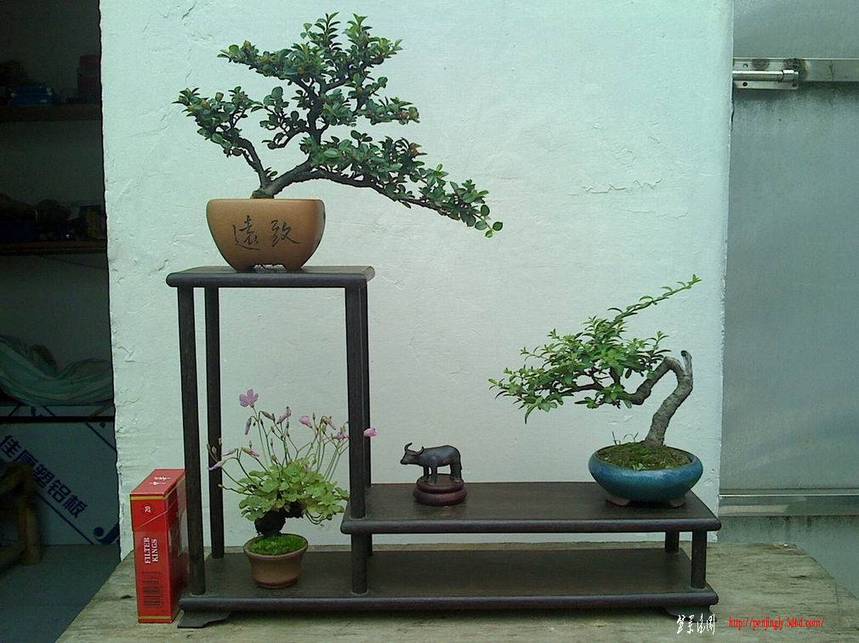 IMG0504095600 - .jpg