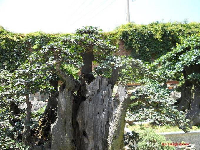 DSCN0325.jpg