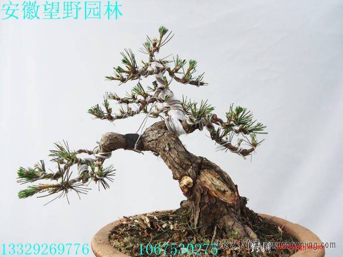 22513243nz473nssd44ds3[1].jpg