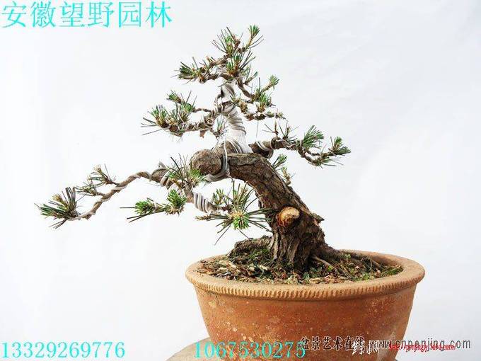 225132kmzeltmxe7zp9kla[1].jpg