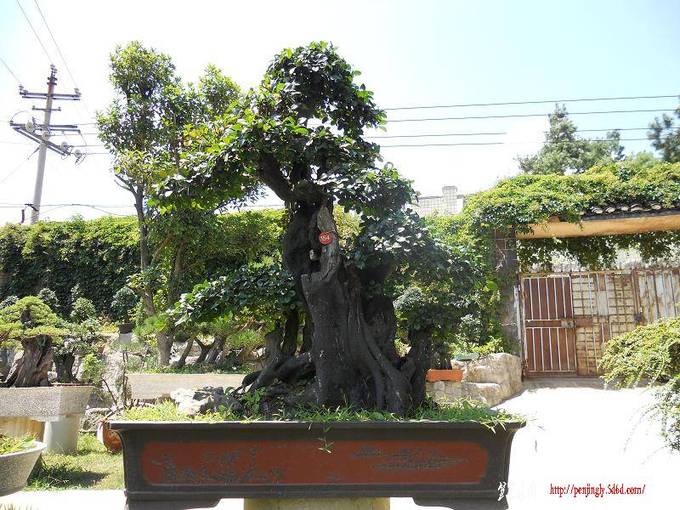 DSCN0342.jpg