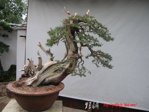 2010yueboyuan huibai.jpg