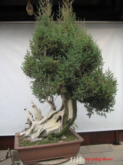 2010yueboyuan huibai.(1)jpg.jpg