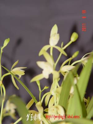 DSC05817.JPG