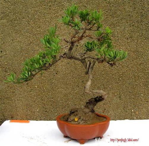 ��Ƭ 500��.jpg