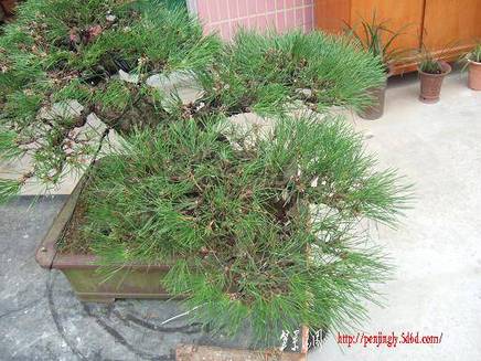 DSCF6066.JPG