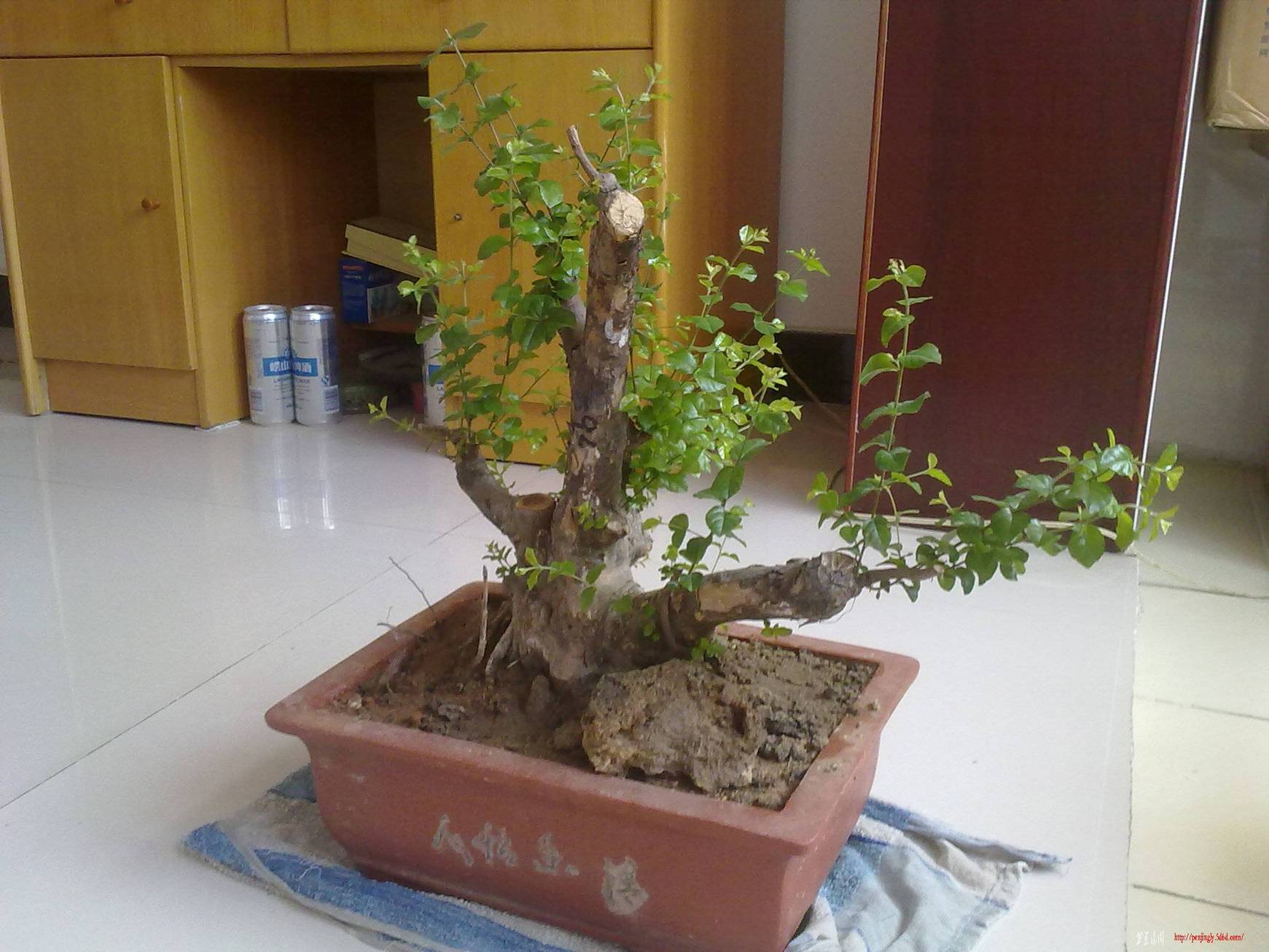 20110523715.jpg