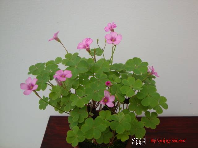 DSC05853.JPG