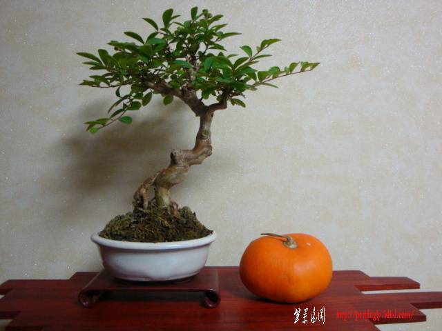 DSC05923.JPG