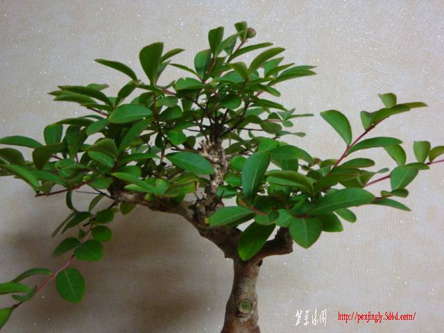DSC05925.JPG