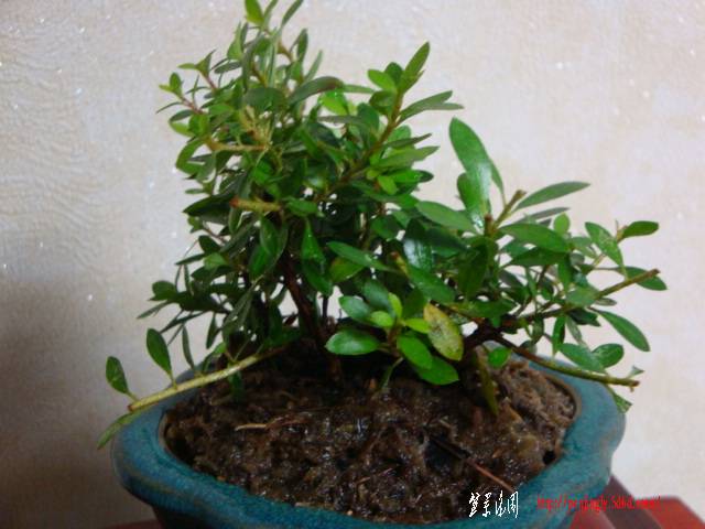 DSC05947.JPG