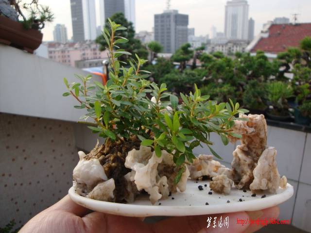 DSC05936.JPG