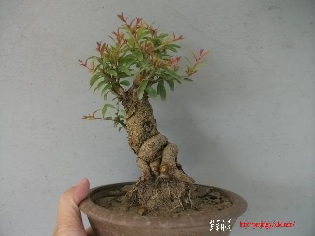 Ƭ 018.jpg