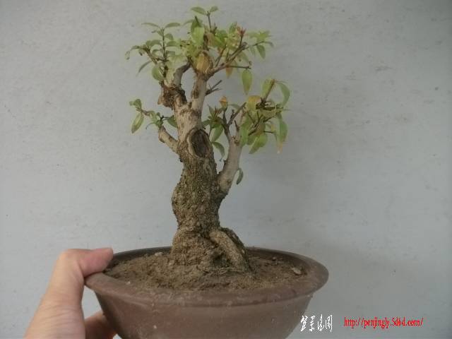 Ƭ 020.jpg