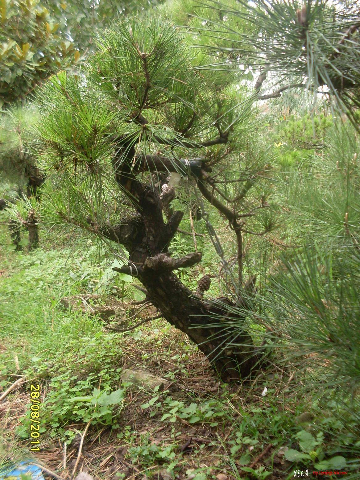 SDC10136.JPG