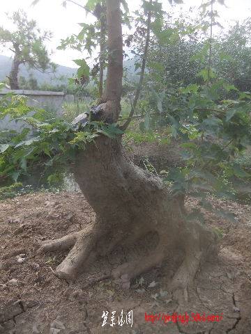 2011_09080124.JPG