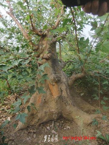 2011_09080114.JPG