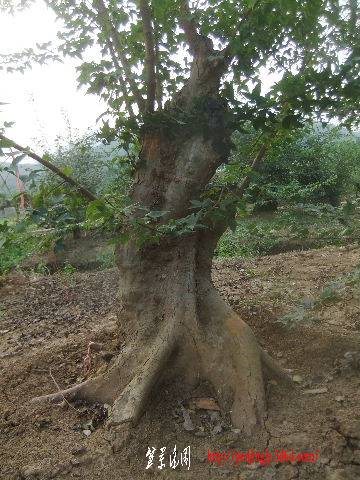 2011_09080125.JPG