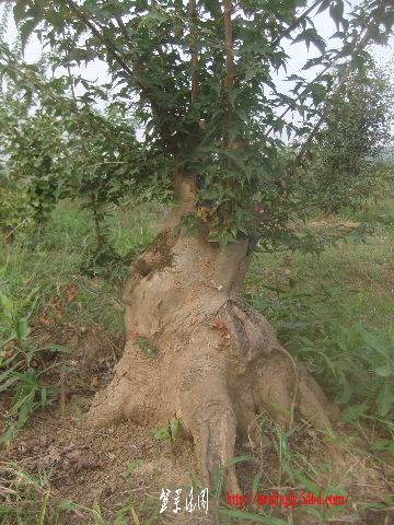 2011_09080120.JPG