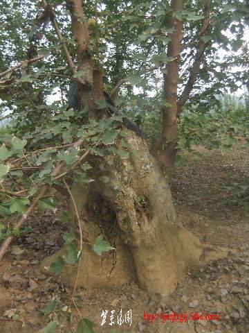 2011_09080137.JPG