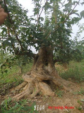 2011_09080117.JPG