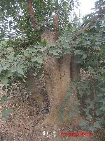 2011_09080141.JPG