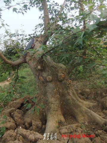2011_09080122.JPG