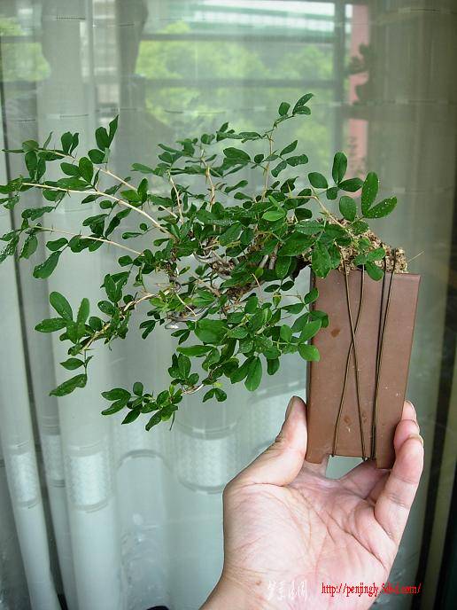 DSCN5727.JPG