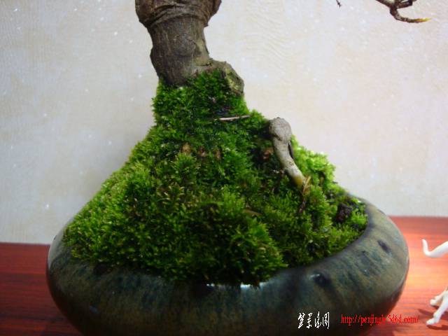 DSC05995.JPG