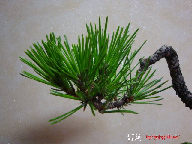 DSC06007.JPG